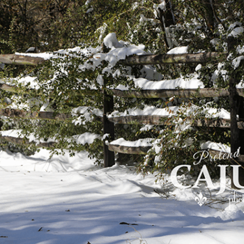 Snow Nestled on a Fence
