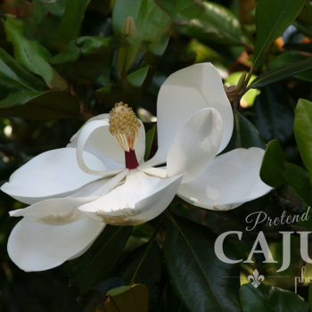Magnolia at Jefferson Island