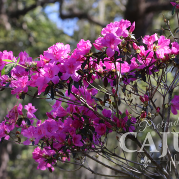 Bright Pink Azaleas