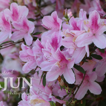 Pink Azaleas